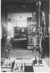 Szkielet Nicolas'a Ferry