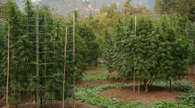 cannabis_organically_grown_outdoor