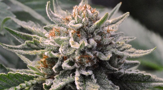 bubba_kush_cannabis_strain