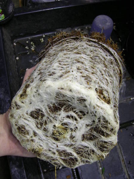 cannabis_mycorrhizae