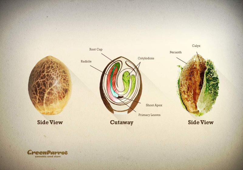 nasiono_konopi_struktura