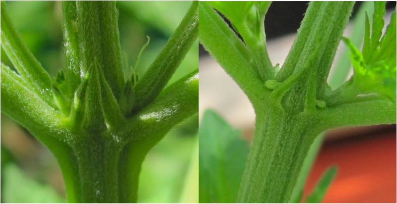 cannabis-male-female