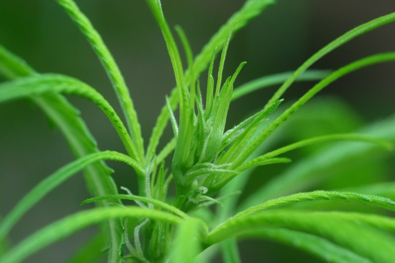cannabis_early_flowering_zoom
