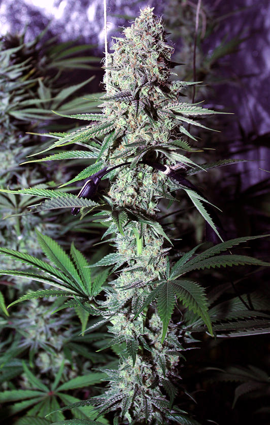 ghost_train_haze_strain